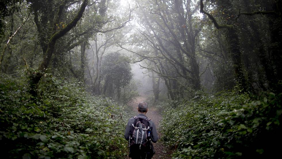 Bosque de Niebla, Colombia
