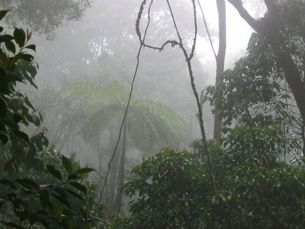 Cómo llegar al Bosque de Niebla, Colombia